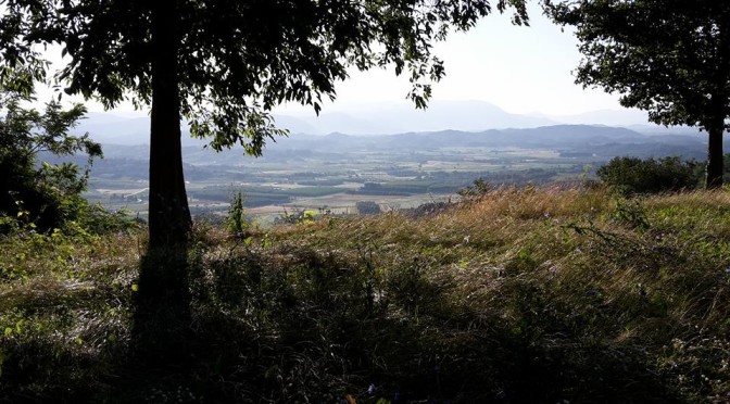 sfalcio0